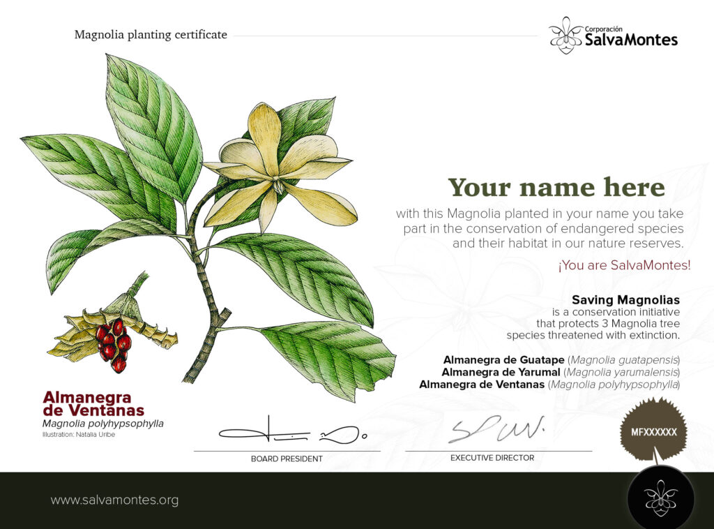 Adopt a Magnolia tree – SalvaMontes Colombia