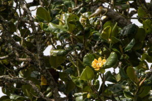 Magnolia yarumalensis