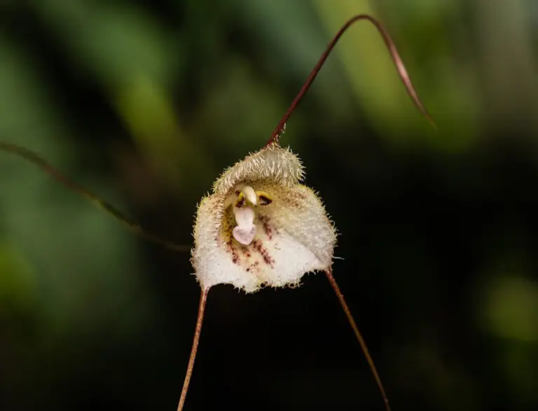 Dracula lemurella, una orquídea en peligro crítico