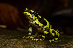 Atelopus fronterizo