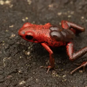 Rana venenosa andina (Andinobates opisthomelas)