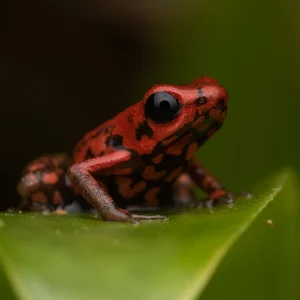 Andinobates opisthomelas--_V2E1930