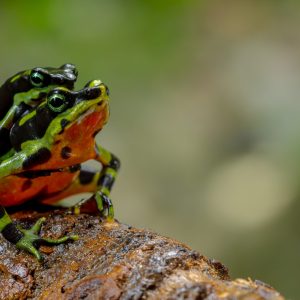 Atelopus fronterizo