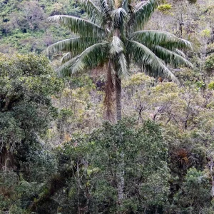 Ceroxylon quindiuense--_V2E6587