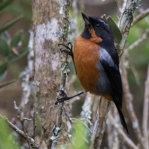 Diglossa brunneiventris