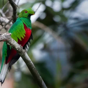 Quetzal coliblanco (Pharomacrus antisianus)