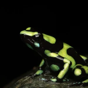 Dendrobates auratus - _V2E7583