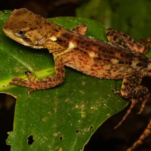 Enyalioides heterolepis)-The Spiny Dwarf-Iguana-_V2E8061