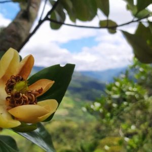 Flor de Magnolia guatapensis 1