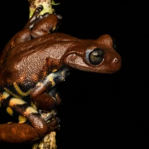 Hyloscirtus antioquia--_V2E6560-Edit