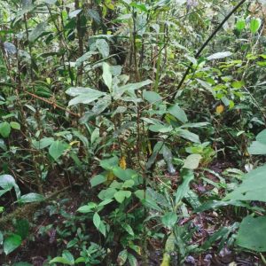 Juvenil de Magnolia guatapensis