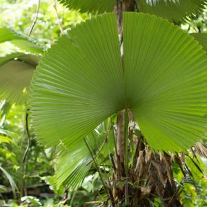 Sabinaria magnifica