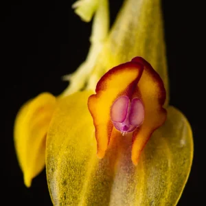Lepanthes cissyana--_MG_9776