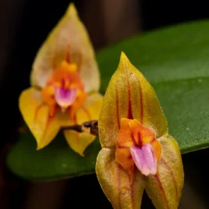 Lepanthes dougdarlingii (Orquídea Endémica)