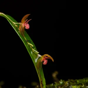 Lepanthes sabinadaleyana--_MG_0888