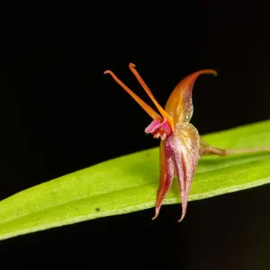 Lepanthes sp. nov. - _MG_2655