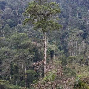 Magnolia guatapensis--_V2E5478