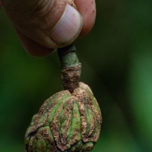 Fruto de Magnolia guatapensis