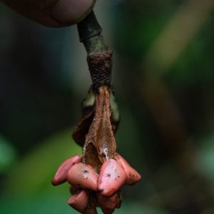 Fruto de Magnolia guatapensis