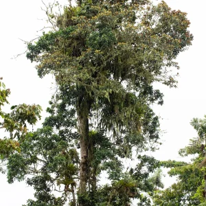 Magnolia polyhypsophylla--_MG_2739