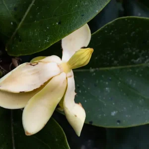 Magnolia polyhypsophylla (Peligro Crítico)