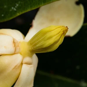 Magnolia polyhypsophylla--_V2E3267