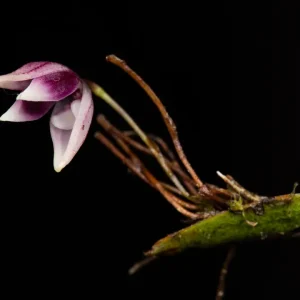 Pleurothallis garayana - _MG_2626