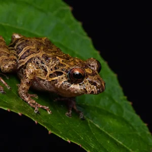 Pristimantis carylae--_V2E0683