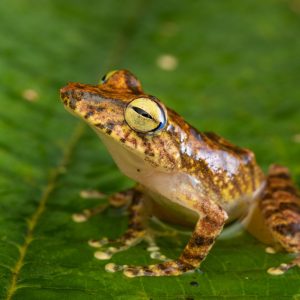 Pristimantis lemur