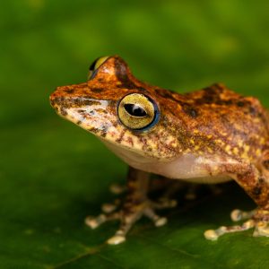 Pristimantis lemur