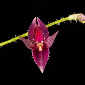 Pseudolepanthes bricenoënsis (Luer & R. Escobar) Archila - _V2E6257