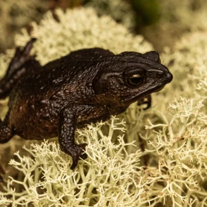 Rhinella nicefori--_V2E6398