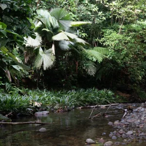 Sabinaria magnifica--_V2E8577