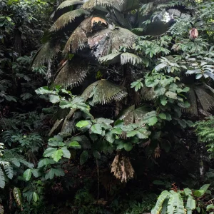 Sabinaria magnifica--_V2E8584