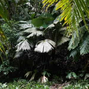 Sabinaria magnifica--_V2E8586