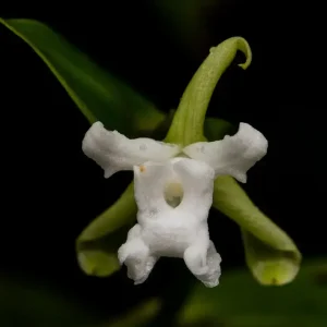 Sobralia minutiflora - _MG_0969