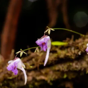 Utricularia jamesoniana Oliv. - _MG_9143