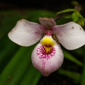 Phragmipedium schlimii (En Peligro)