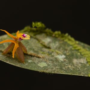 Lepanthes culex