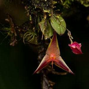 Lepanthes golondrina (En Peligro)