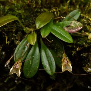 Masdevallia nidifica